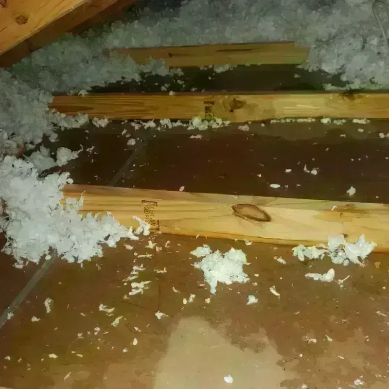 Attic Water Damage in Ferry Pass, FL